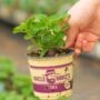 Oregano – Greek – 4″ Pot
